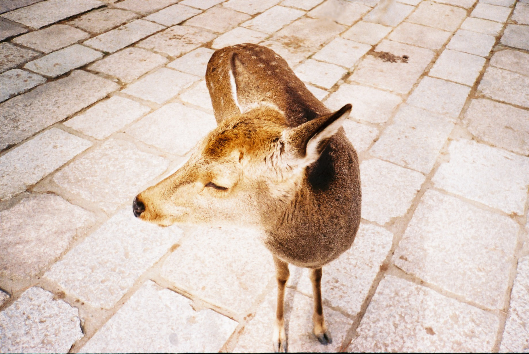 A deer taken in Japan by Steff