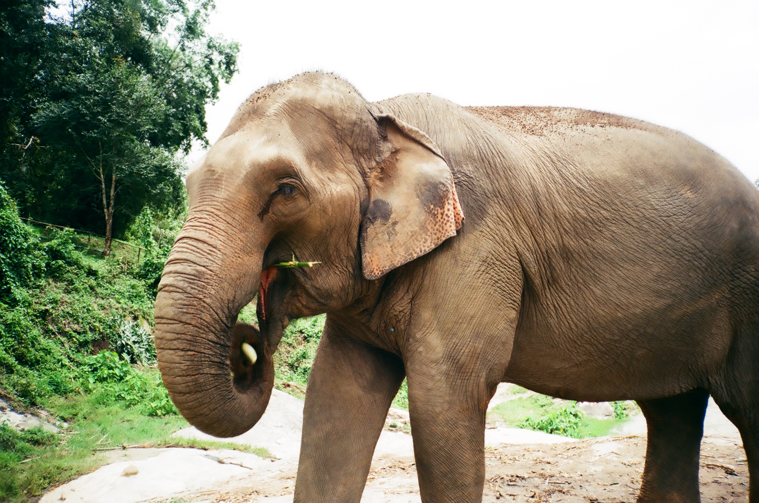 An elephant taken in Thailand by Steff